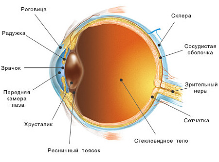 лечение катаракты в Москве: строение глаза
