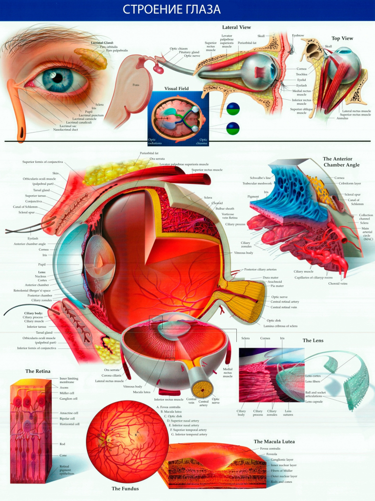Строение анатомия глаза человека