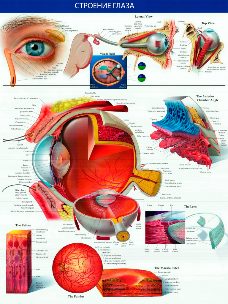 Строение Глаза Фото